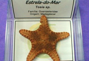 Estrela do mar 8x8cm
