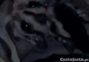 Casal petauros do a��car