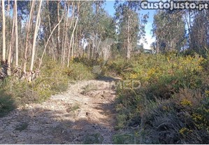 Terreno florestal para em nogueira - maia
