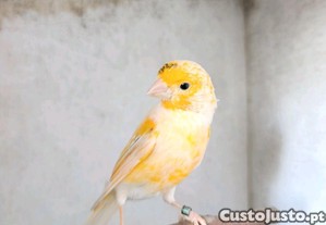 imagem_3