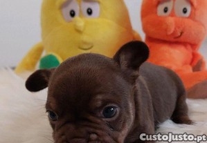 imagem_6