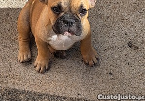 Bulldog francês Macho Fawn