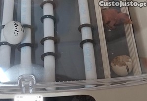 Papagaios Ecletius Mansos