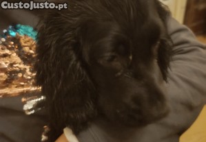 Dou Cocker todo preto