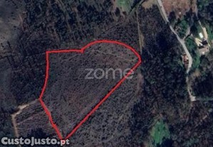 Terreno Florestal Sito Em Guimarei!