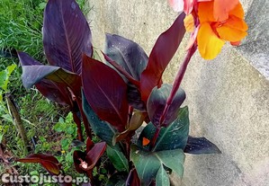 Canna Indica folha roxa flor cor de laranja