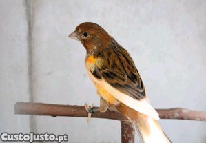 imagem_5