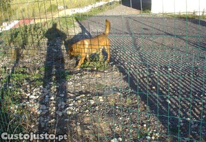 imagem_5