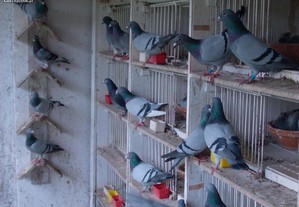 Pombos Reprodutores e acessórios pombal