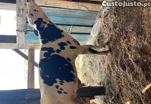 imagem_1