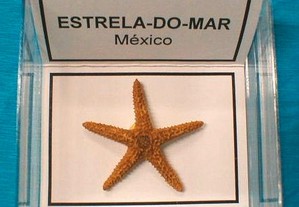 Estrela do mar mexicana 5x5cm-cx