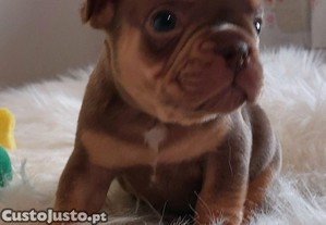 imagem_7