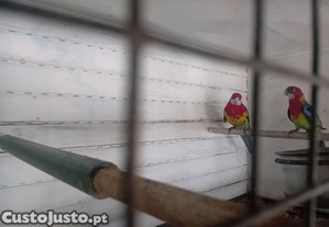 imagem_1