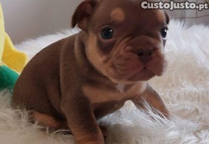 imagem_8