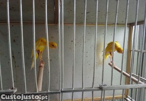 Casal giboso espanhol