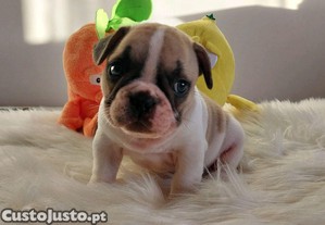 imagem_1
