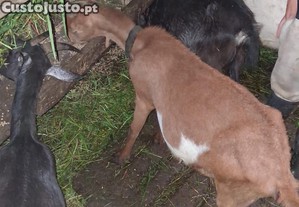 imagem_3