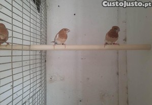 Casal de bengalins