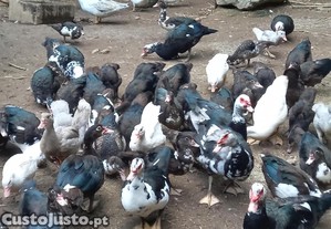 Patos mudos