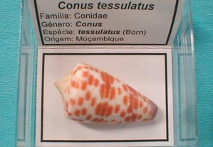 Búzio - Conus tessulatus 5x5cm-caixa