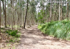 Terreno Rustico Junto À A25