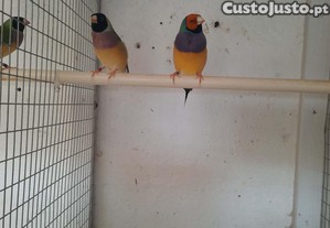 imagem_1