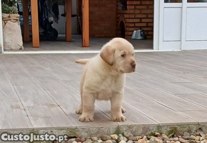 Fêmea Labrador com pedigree.