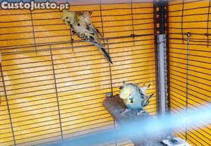 imagem_3