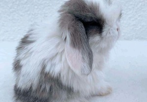 imagem_14