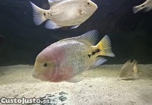 Vieja synspilum macho 30cm