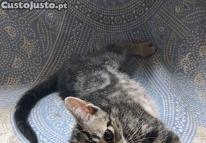 imagem_3