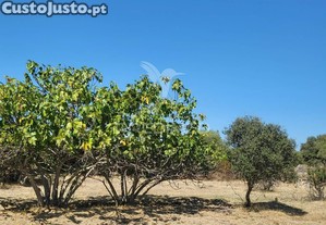 imagem_6