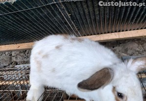 Casal de coelhos