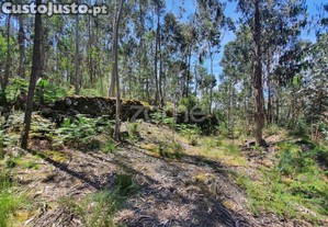 Bouça C/ 14.300M2 Em Airó, Barcelos