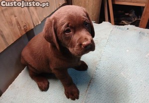 fêmea labrador retriever