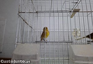 Canários glosters