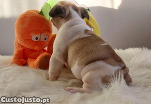 imagem_6