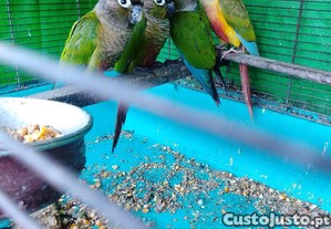 imagem_1