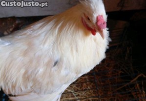 Frango / Galo de Ra�a Ornamental