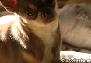imagem_4