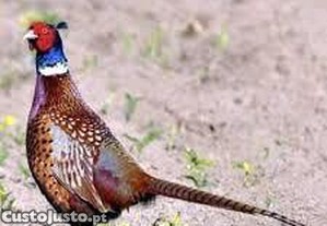 Ovos faiso coleira galados versicolor