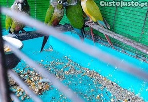 imagem_3