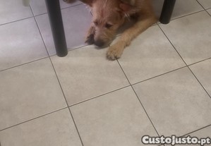 Adoo responsvel para o meu co