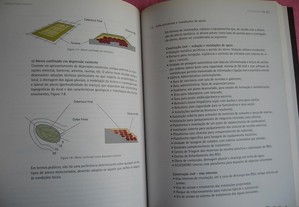 imagem_7