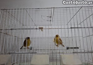 imagem_5