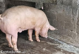 Porcos para matança