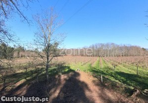 Quinta Agrícola 13300M2 Em Barreiros, Amares