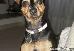 imagem_1