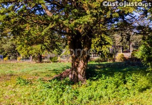 Terreno Com 22.000 M2 Em Frente À A28 Nó De...