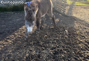 Burro macho 6 meses